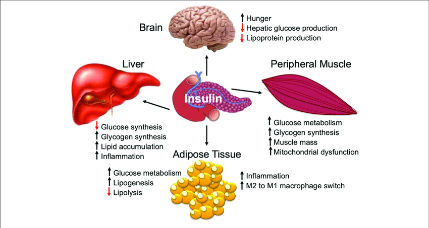 role of insulin in glucose metabolism        
        <figure class=