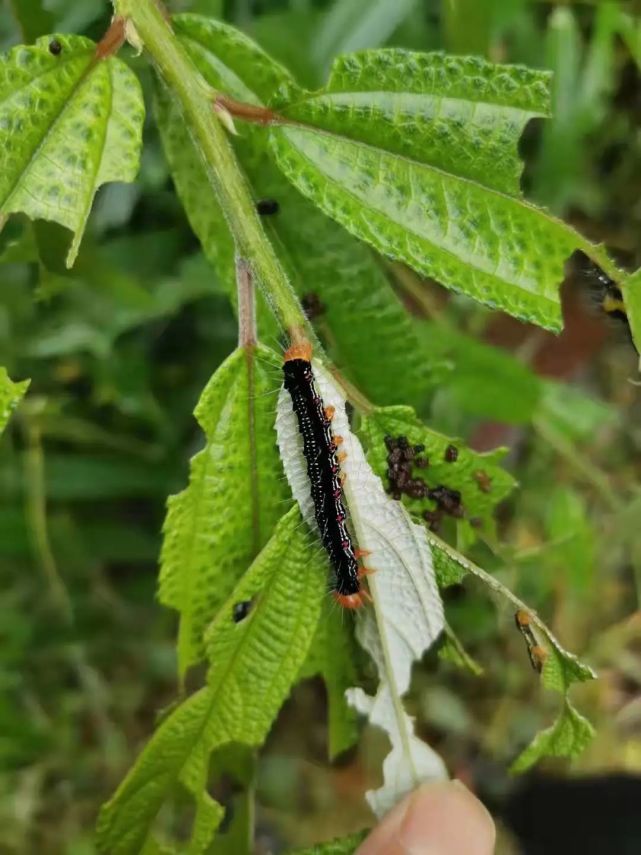 的村民南先生家住旬阳市段家河镇高鼻梁村近日很多小伙伴都会寒毛竖立