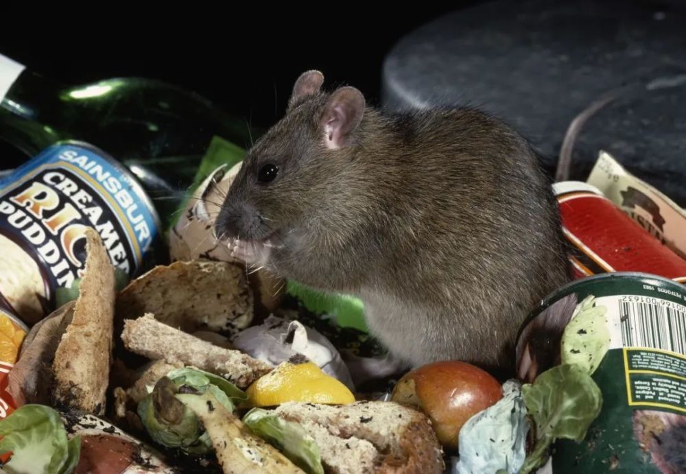 生活在城市,动物的体型都变了