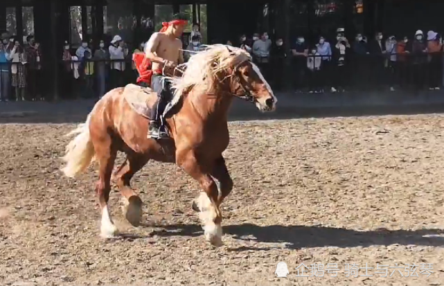 新疆烏魯木齊汗血寶馬基地