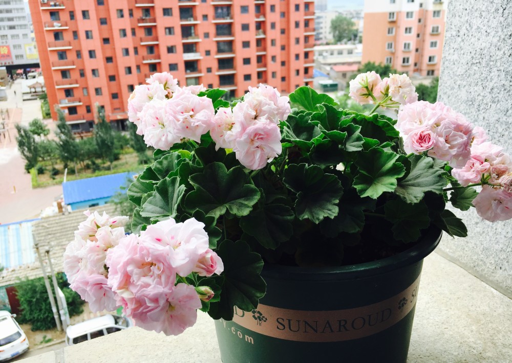 被名字耽误的盆栽花白鼠美若玫瑰多季花开很值得拥有图文天竺葵白鼠