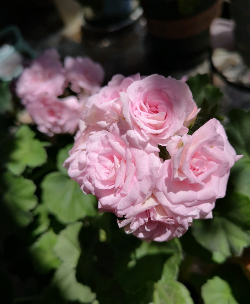 被名字耽误的盆栽花白鼠美若玫瑰多季花开很值得拥有图文天竺葵白鼠