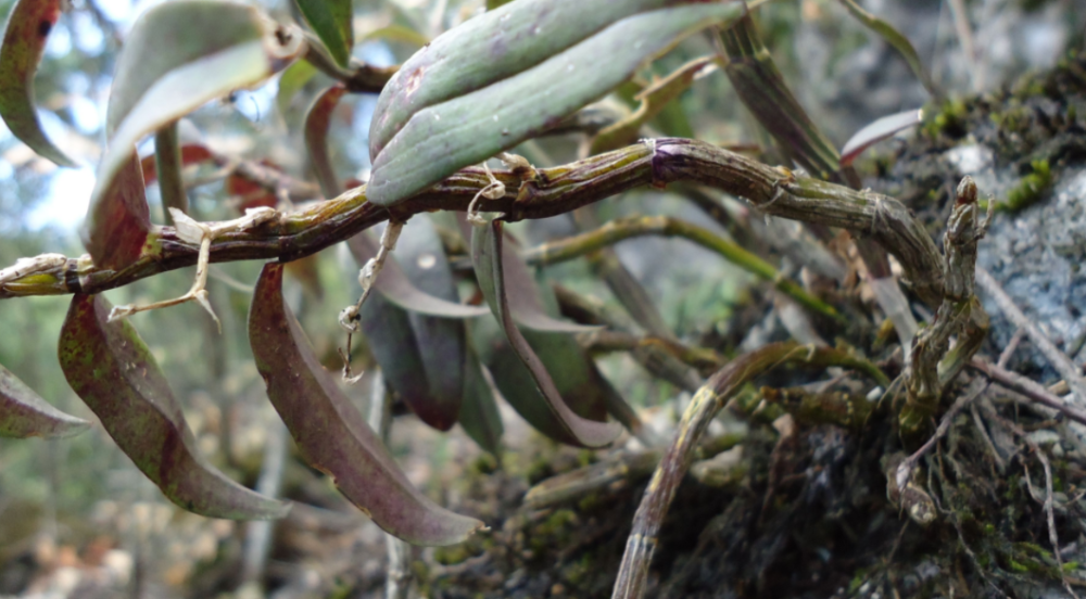 几十年前,山里这种黑节草,被称作"软黄金",价格高昂,采摘难