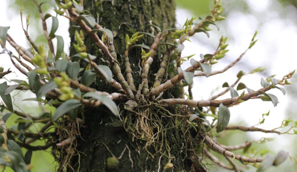 几十年前,山里这种黑节草,被称作"软黄金",价格高昂,采摘难