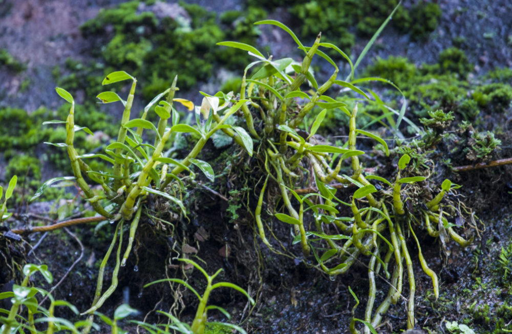 几十年前,山里这种黑节草,被称作"软黄金",价格高昂,采摘难