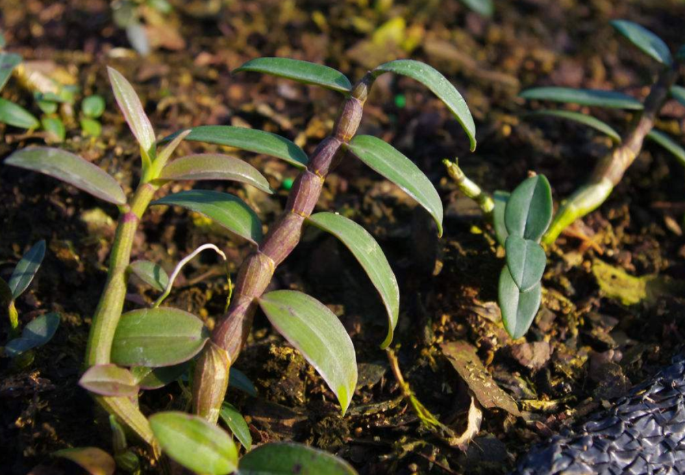 几十年前,山里这种黑节草,被称作"软黄金",价格高昂,采摘难