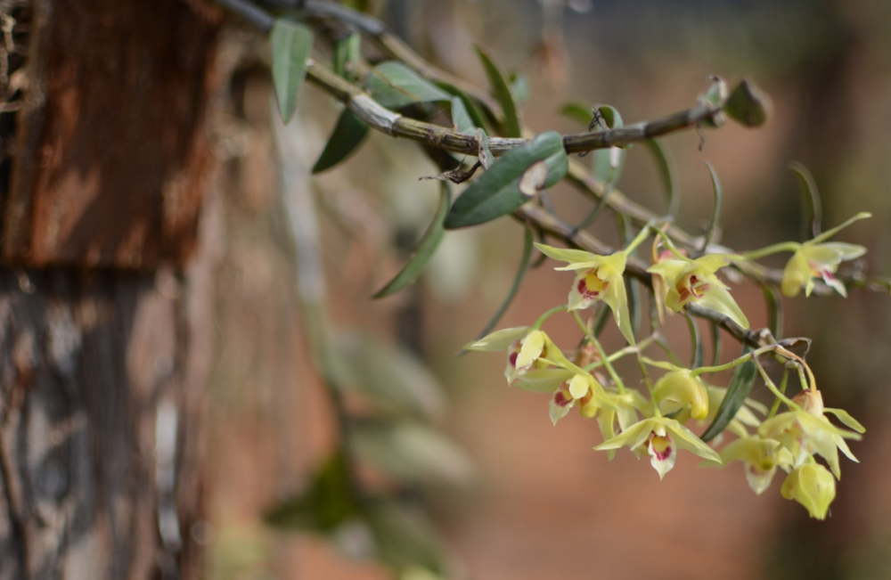 几十年前山里这种黑节草被称作软黄金价格高昂采摘难