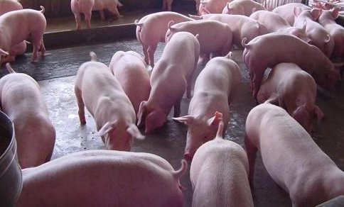 麟游年产30万头现代化养猪场10月建成配智能监测系统