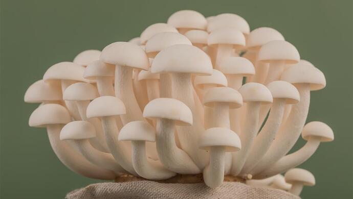 一朵产自上海的菌菇为何引发一场持续7年的官司?终审判决终于来了