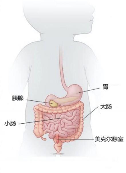 肠在人体哪个位置图图片