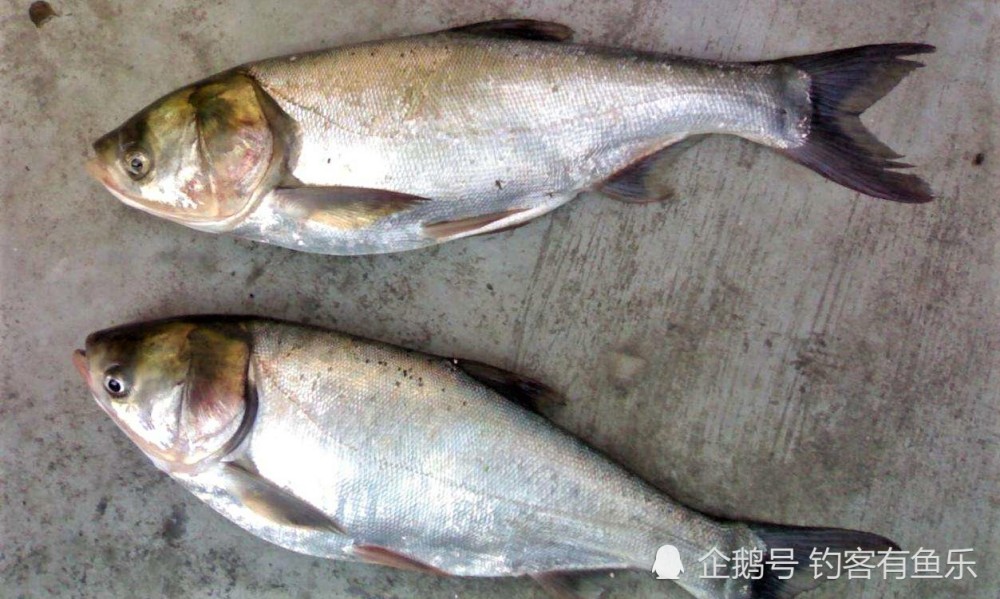 鰱魚鰱鱅魚鰱鱅魚分為鱅魚和鰱魚,鰱魚是指白鰱魚