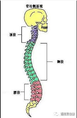 瑜伽人須知的6個解剖學術語,附12個站立體式解剖圖!