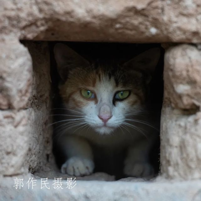躲迷藏的小猫咪