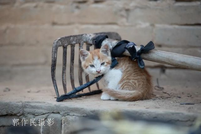 躲迷藏的小猫咪