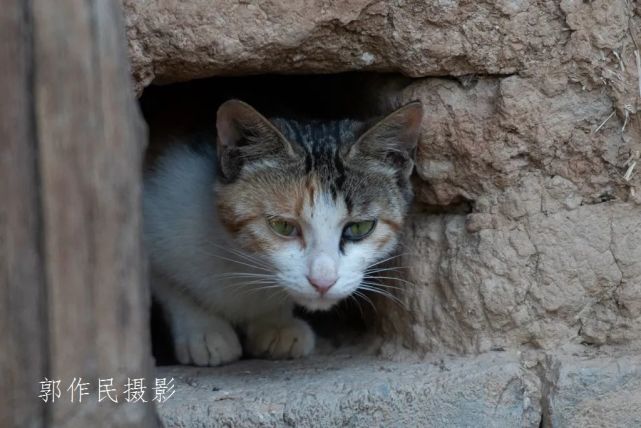 躲迷藏的小猫咪