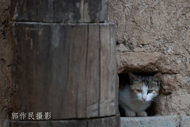 躲迷藏的小猫咪