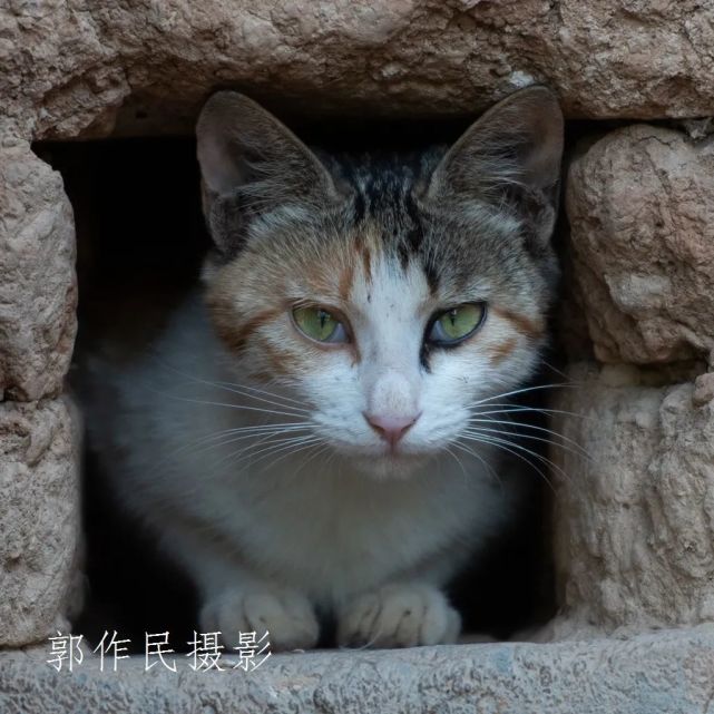 躲迷藏的小猫咪