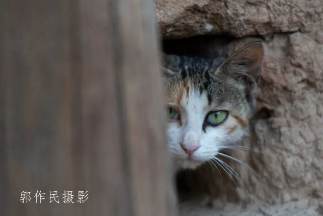 躲迷藏的小猫咪