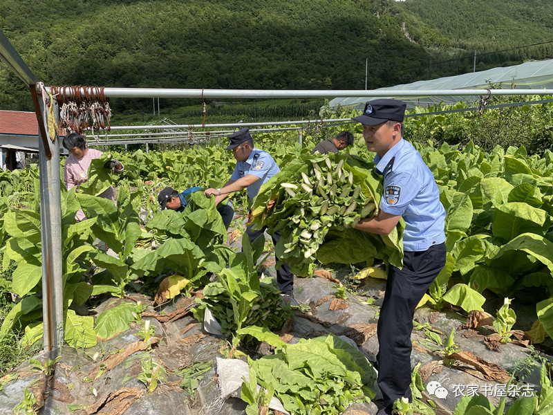 黃煙地的