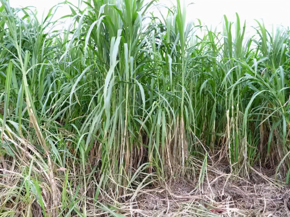 比人还高的草见过吗?巨菌草高8米亩产30吨,种一次连续收割15年