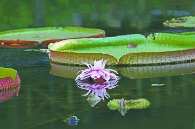 战山为王莲花娇6图片