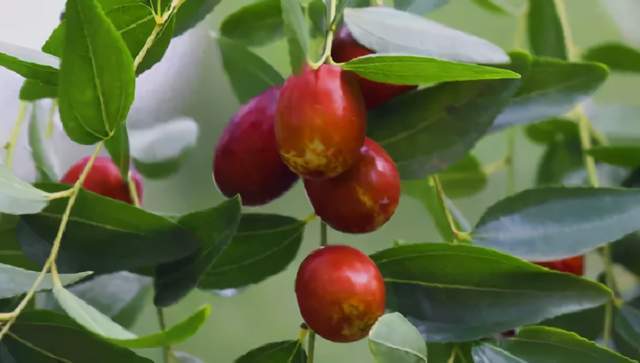 聚焦红枣文化节67枣约柳林