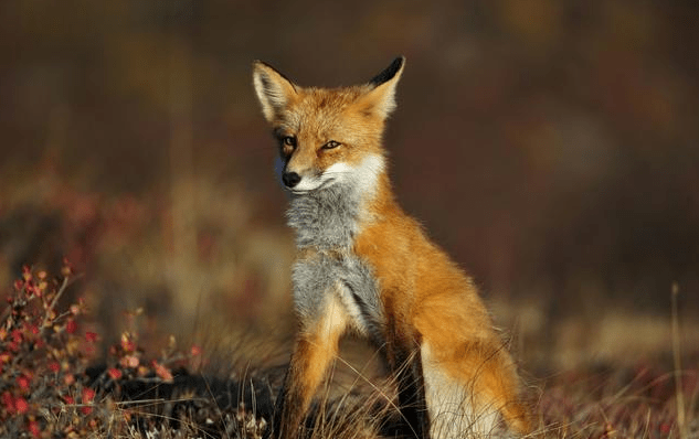 老汉砍柴,遇九尾灵狐掩面而泣,问它哭啥,灵狐:请救救我的孩子