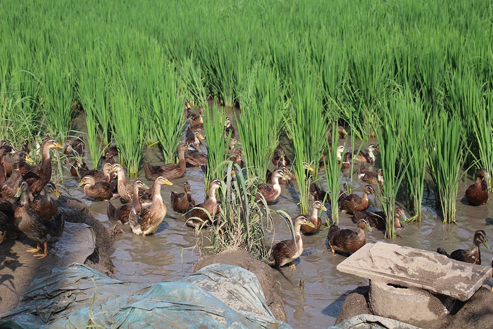 为什么以前很火的"稻田养鱼",现在没有农民愿意干了?五个难题未解决_