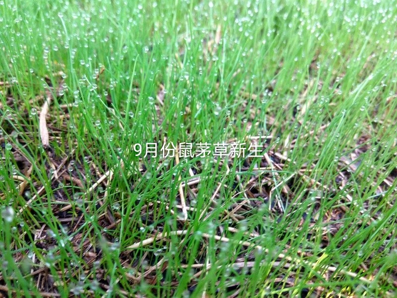 鼠茅草和其它果园草有什么不同?9月种植高峰期,可别种错了