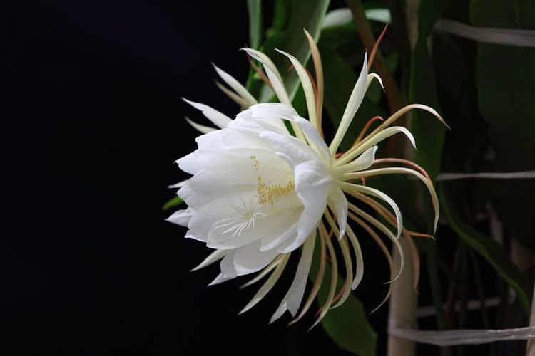 昙花什么时候开花(昙花什么时候开花几点)