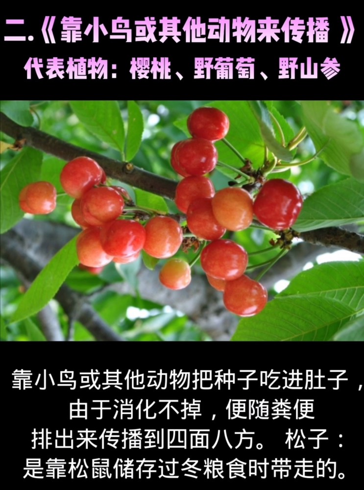 樱桃传播种子的方法图片