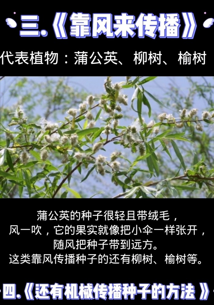 哪些植物传播种子的方法二年级(哪些植物传播种子的方法二年级仿写)