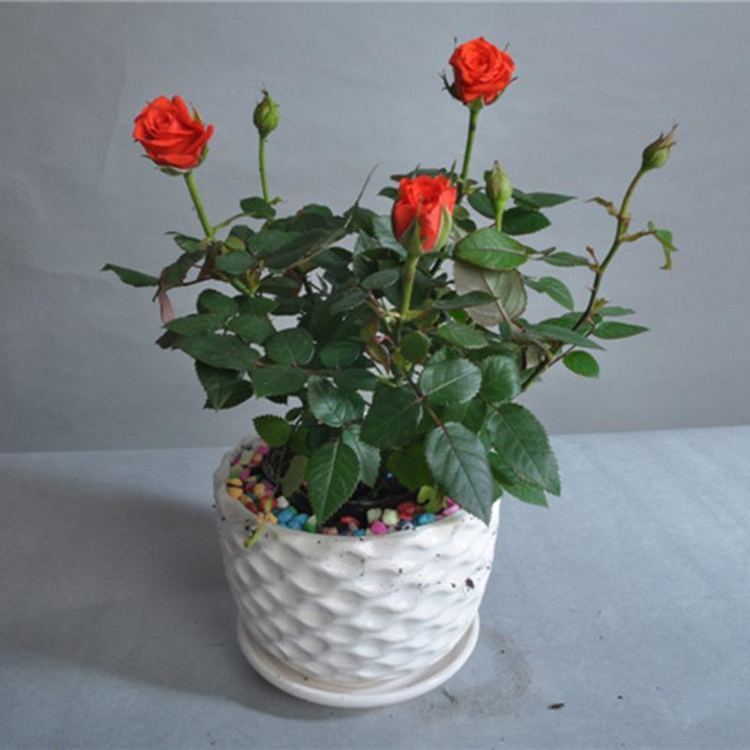 盆栽月季怎么养长得好,掌握几点能让月季花快速爆盆哦_腾讯新闻