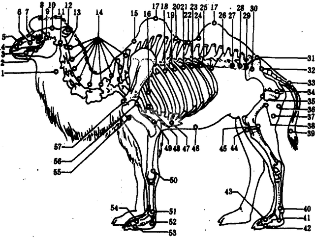 澳洲骆驼泛滥成灾,农民3小时射杀113头,居然是为了抢水喝