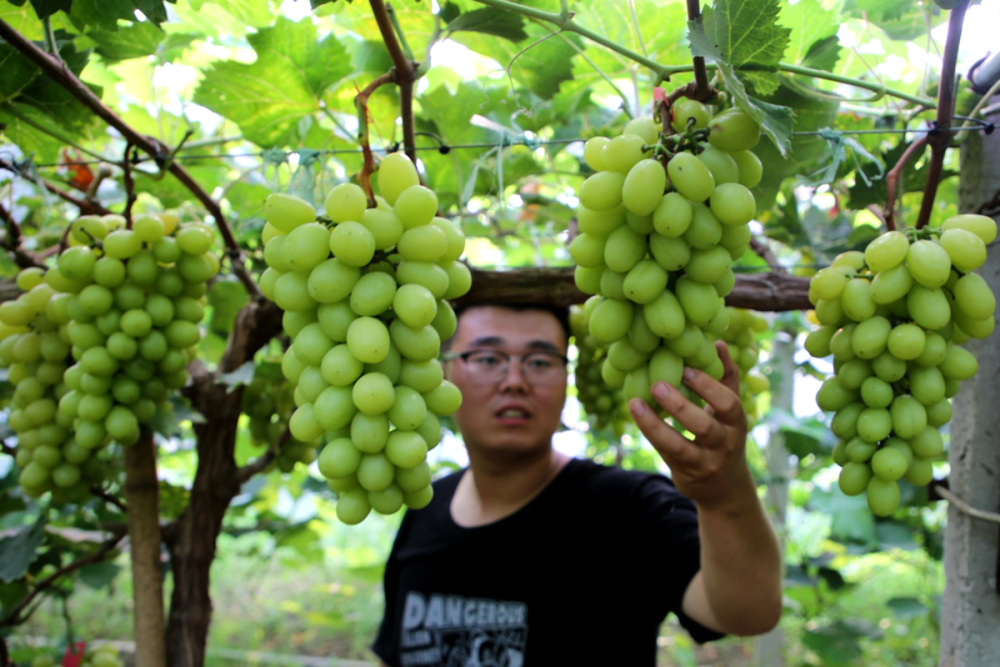 葡萄种植户袁百岁精心管理"晴王葡萄.刘巨雷 摄