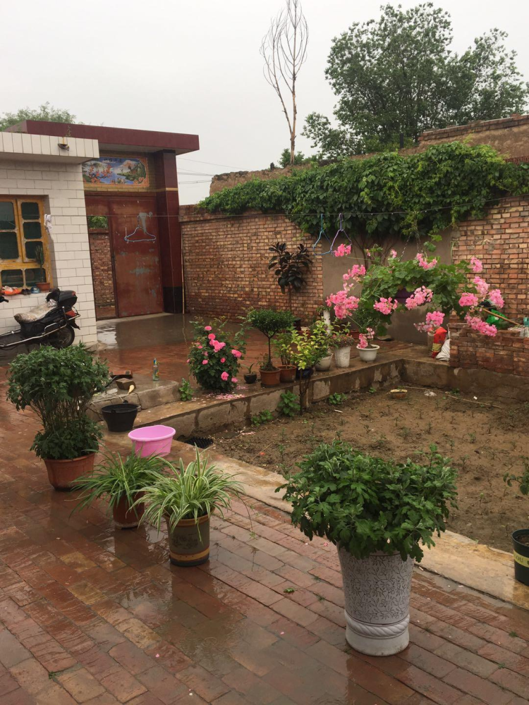 农村没人住的小平房8万块钱就能买下来拿来养花正好