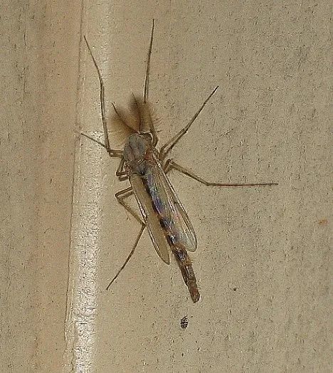 【知识】有害生物防制员教您防控秋后蚊虫