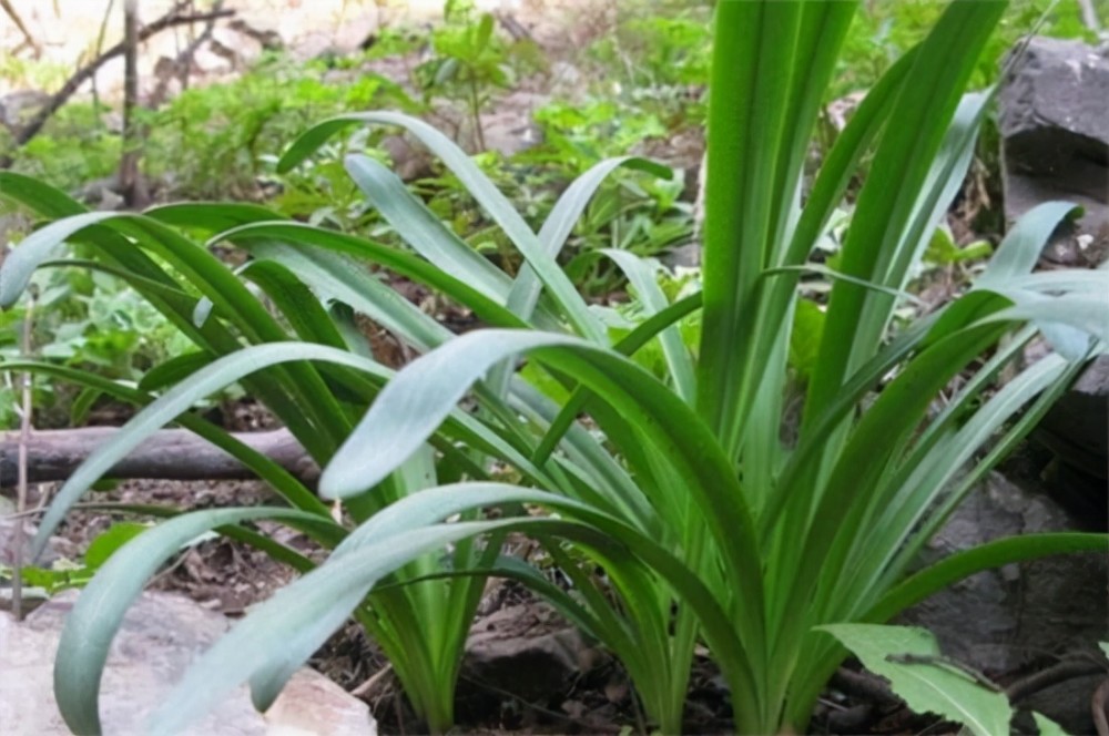彼岸花的叶子图片(彼岸花的叶子图片欣赏)