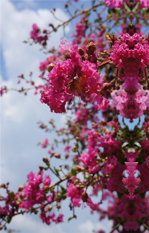 江蘇中華紫薇文化園:誰道花無百日紅 紫薇長放半年花