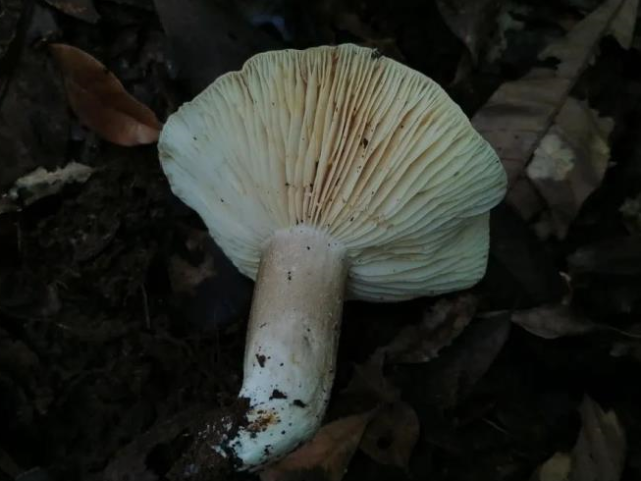 蘑菇湯奪走三人兩貓的命廣東疾控提醒不要採食野生蘑菇