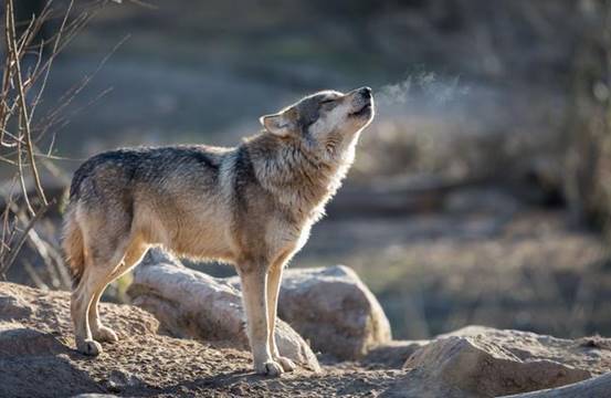 美女画家认狼作子精心抚养,放狼归群十年之后,虽重逢但不敢相认