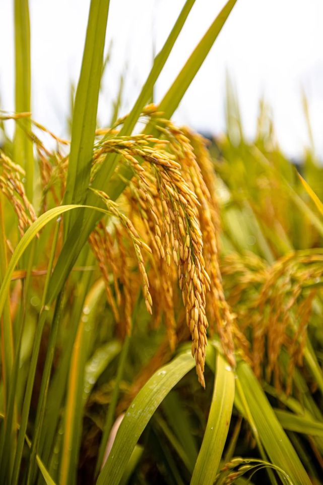 丰收季丨稻谷丰收遍地"黄金"