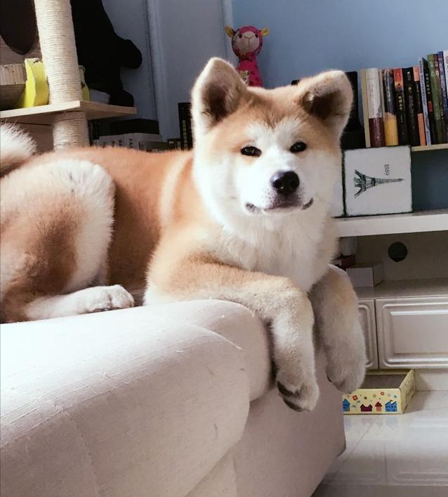 秋田犬掉毛严重吗