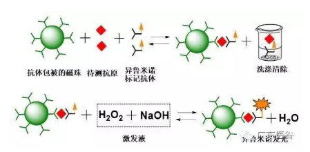 直接化學發光免疫分析(clia)是將化學發光劑如吖啶酯類化合物,直接