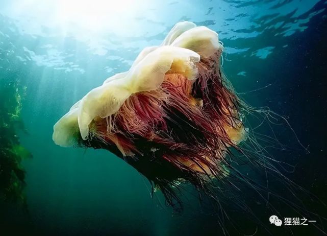 英國海域遭過度捕撈卻反而導致比藍鯨還大的有毒水母肆虐怎麼回事