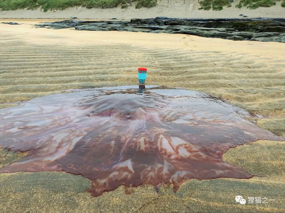 英國海域遭過度捕撈,卻反而導致比藍鯨還大的有毒水母肆虐?怎麼回事?