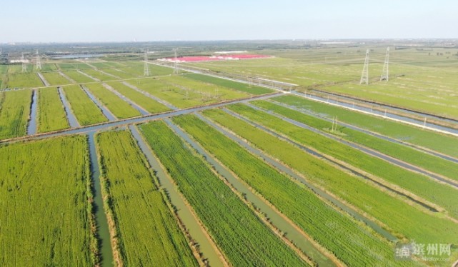 白茅岭变沃野良田滨州中裕5000亩水稻丰收在望