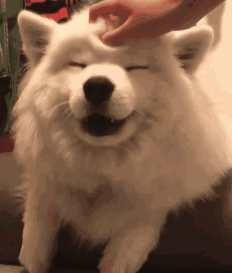 很多人都喜欢去摸狗狗的脑袋,但是可能大部分人都不知道,当主人摸狗狗