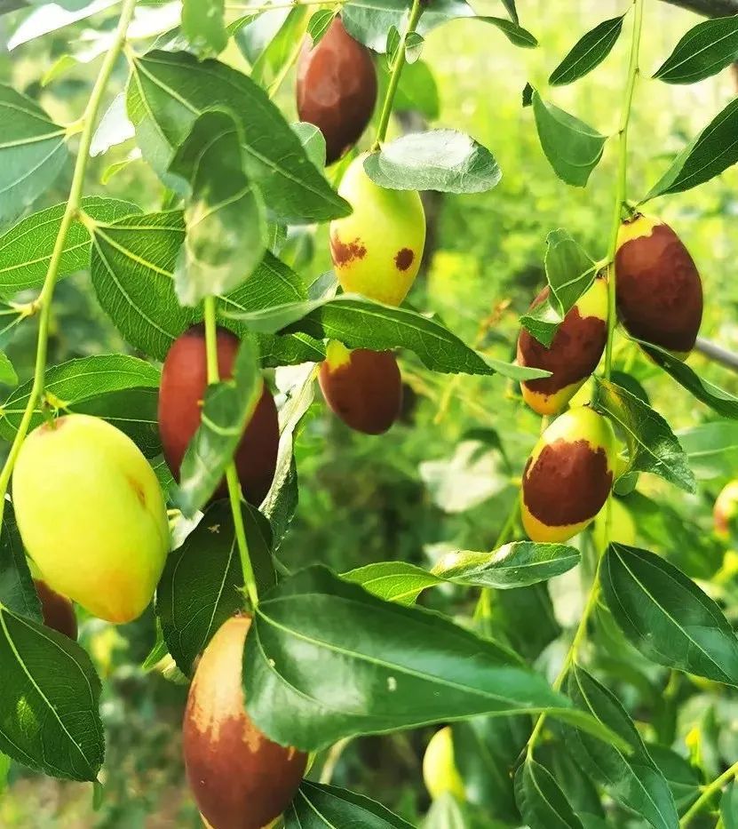 金海湖镇大枣采摘正当时