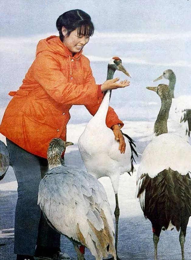 中国第一训鹤姑娘徐秀娟突破世界级难题仅23岁化身仙鹤离去